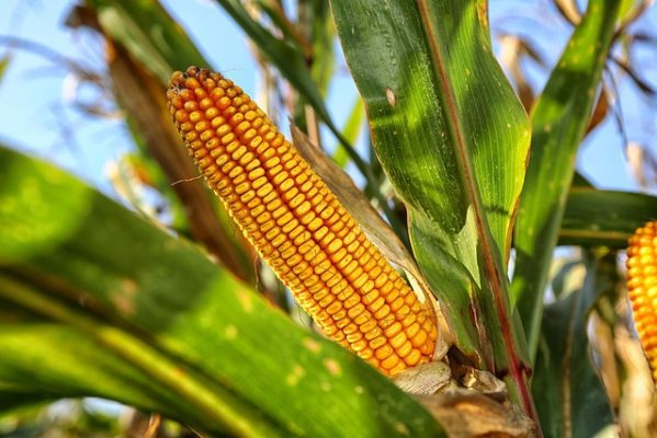 An ear of sweet corn on the stalk at Hessenthaler Farms