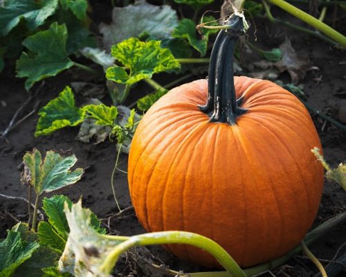 A pumpkin in the patch at Hessenthaler Farms